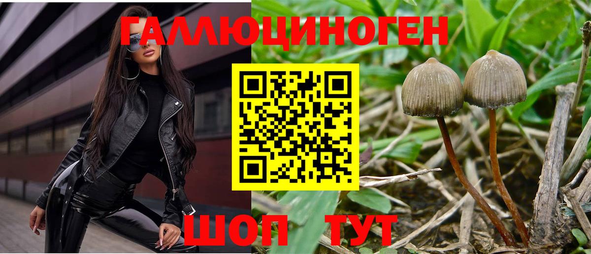 Псилоцибиновые грибы прущие грибы Сланцы